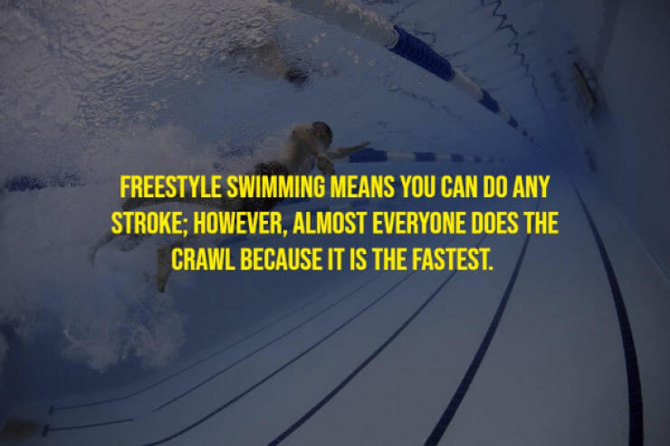 The Randomest Of Facts!
