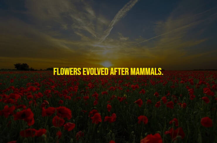 The Randomest Of Facts!