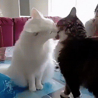 Daily Gifdump