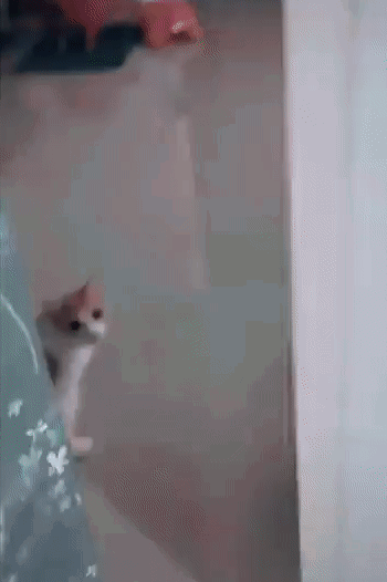 Daily Gifdump