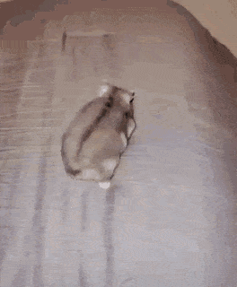 Daily Gifdump