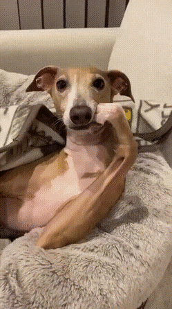 Daily Gifdump