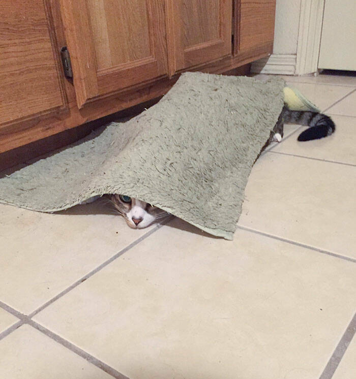 Pets Who Have “Mastered” The Art Of Hide-And-Seek…