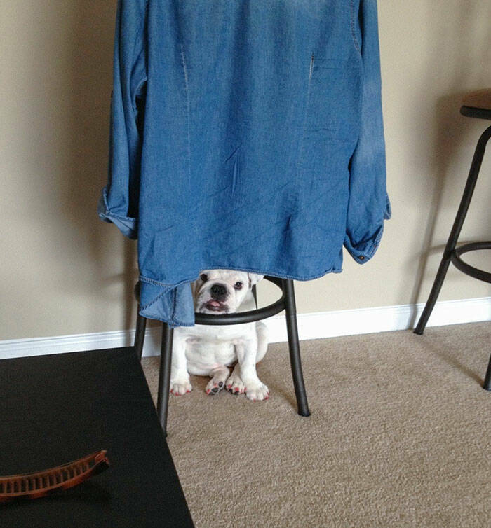 Pets Who Have “Mastered” The Art Of Hide-And-Seek…