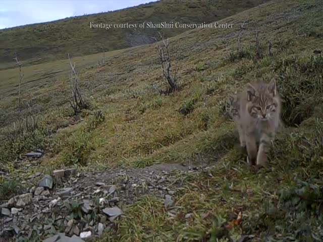 Chinese Mountain Cat