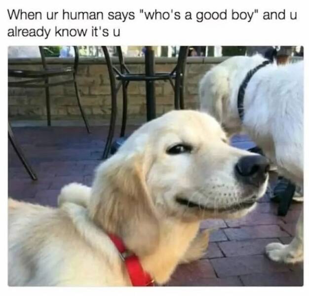 These Are Some Woof-Grade Memes!