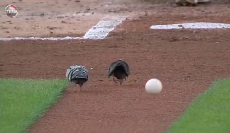 Just Some Animals Being Cute At Sports Games Just Some Animals Being Cute At Sports Games
