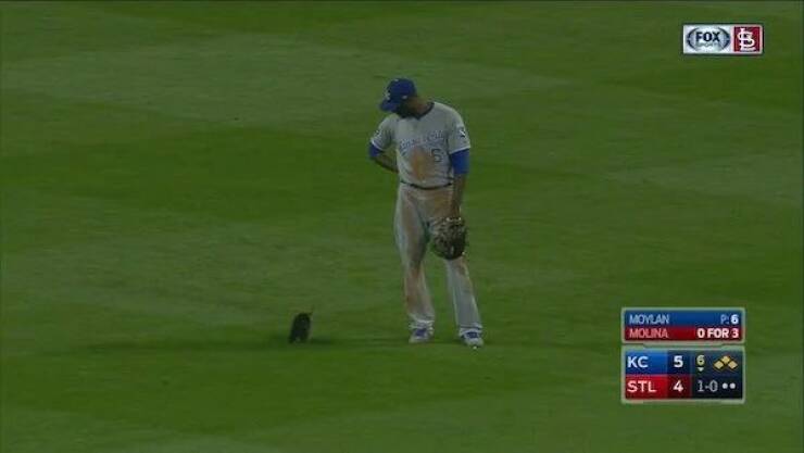 Just Some Animals Being Cute At Sports Games Just Some Animals Being Cute At Sports Games