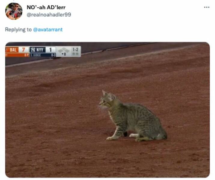 Just Some Animals Being Cute At Sports Games Just Some Animals Being Cute At Sports Games