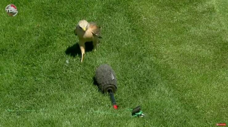 Just Some Animals Being Cute At Sports Games Just Some Animals Being Cute At Sports Games