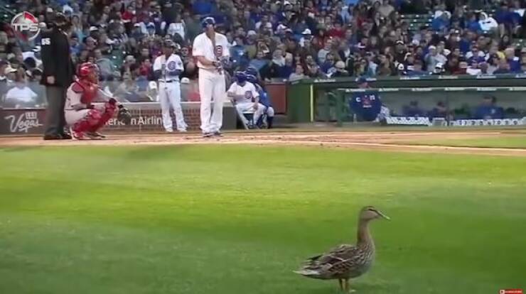 Just Some Animals Being Cute At Sports Games Just Some Animals Being Cute At Sports Games