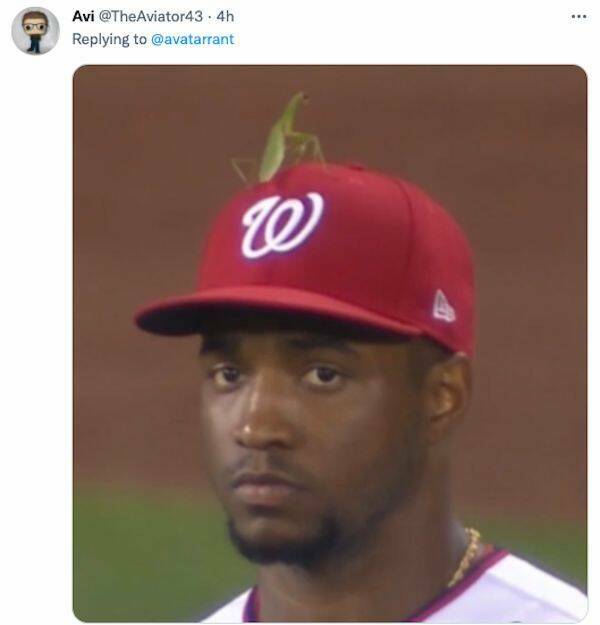 Just Some Animals Being Cute At Sports Games Just Some Animals Being Cute At Sports Games