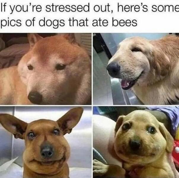 These Memes Are Approved By The “Good Boy & Girl Association”!