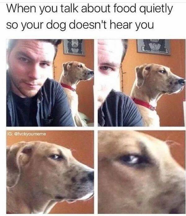 These Dog Memes Are Woof-Worthy!