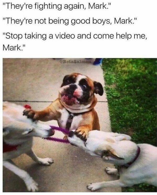 These Dog Memes Are Woof-Worthy!