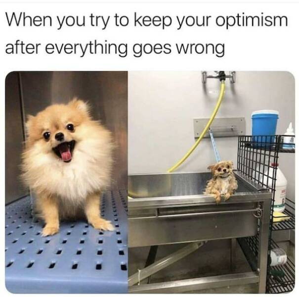 Dog Memes Can Make Anything Better!