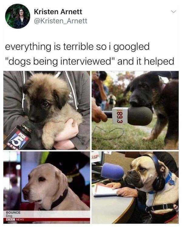 Dog Memes Can Make Anything Better!
