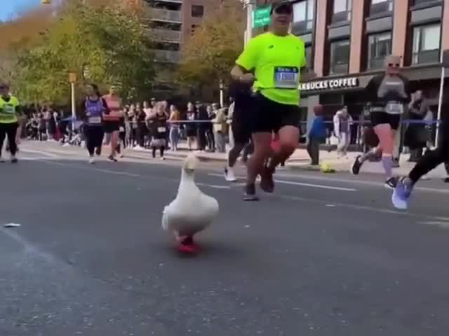 Go, Little Duck! Go!