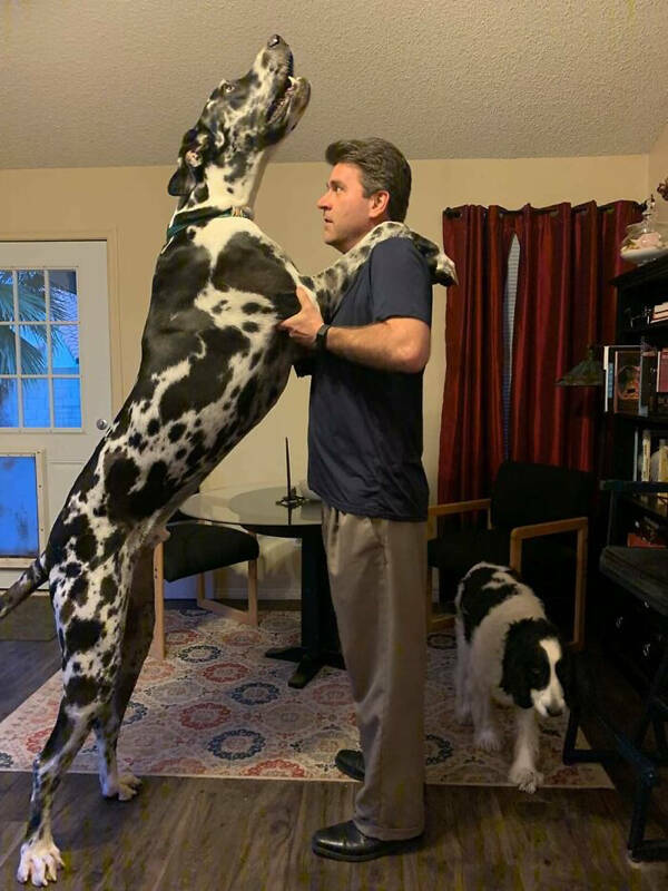These Dogs Are Ginormous!