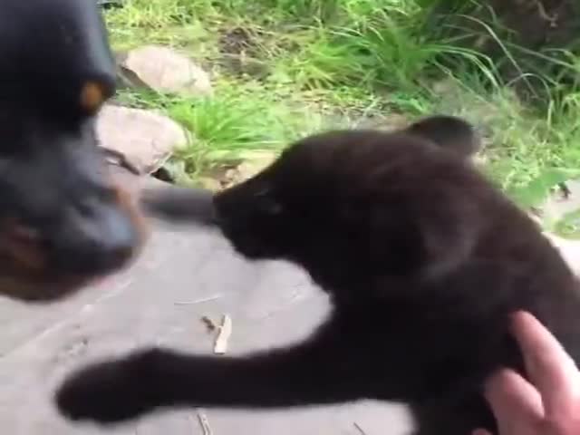 Black Panther Grows Together With Her Best Friend