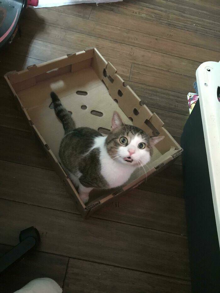Cat Traps With 100% Efficiency