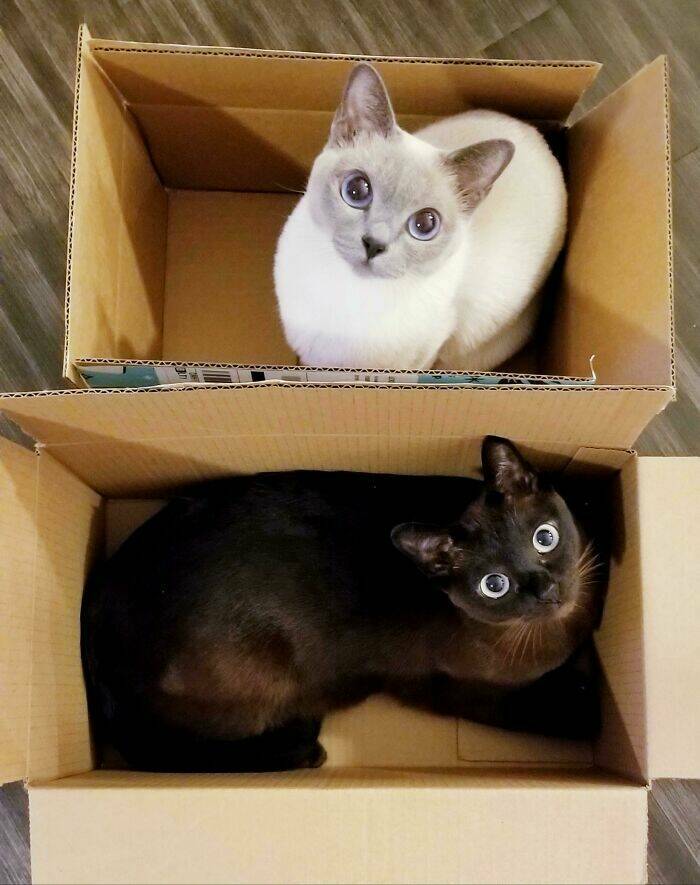 Cat Traps With 100% Efficiency