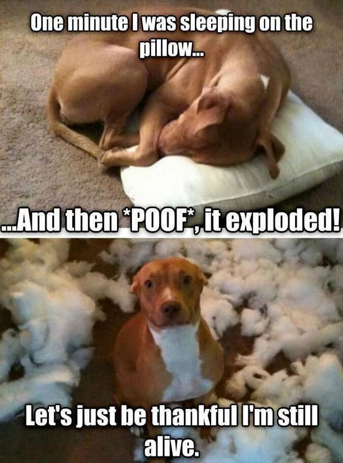 Funny Picdump