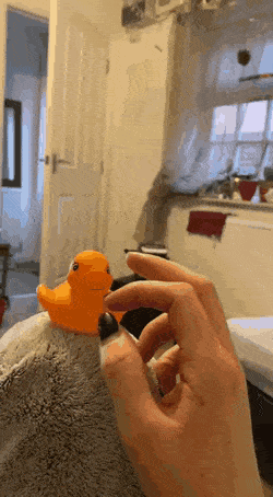 Daily Gifdump