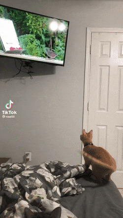 Morning Gifdump