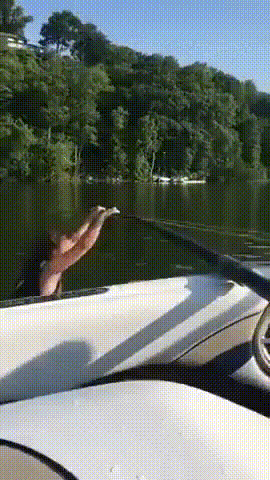 Morning Gifdump