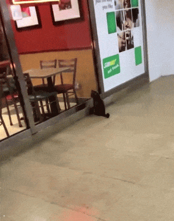Morning Gifdump