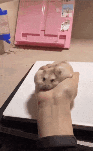 Morning Gifdump