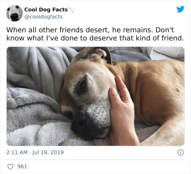 These Dog Facts Are Cool!
