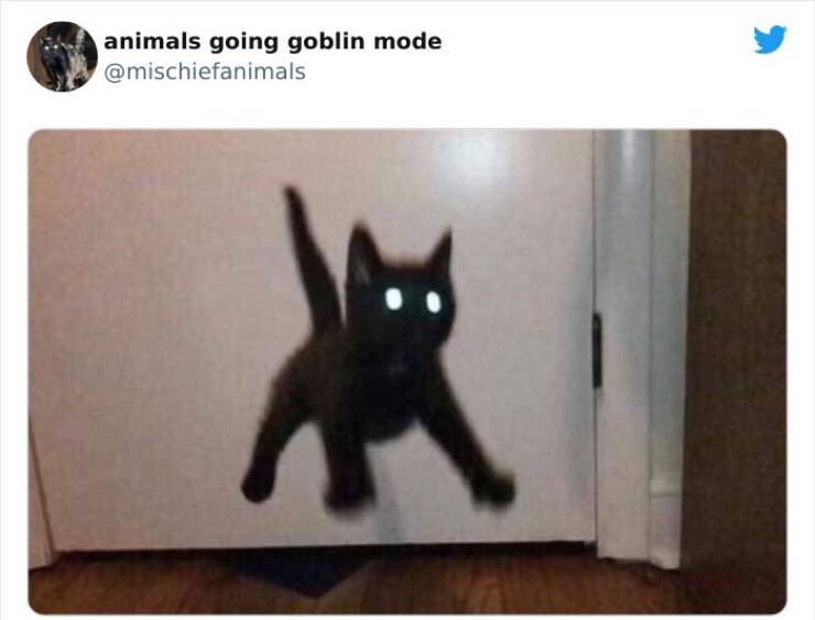 Animals Going Goblin Mode