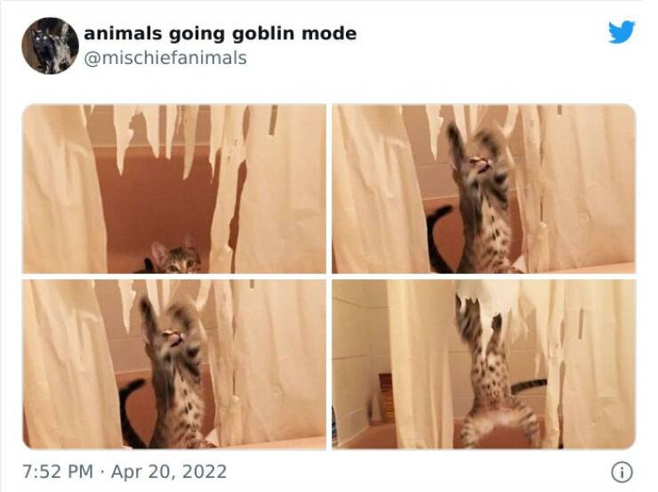 Animals Going Goblin Mode