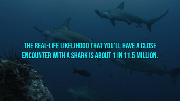 Bloody Facts About Shark Attacks