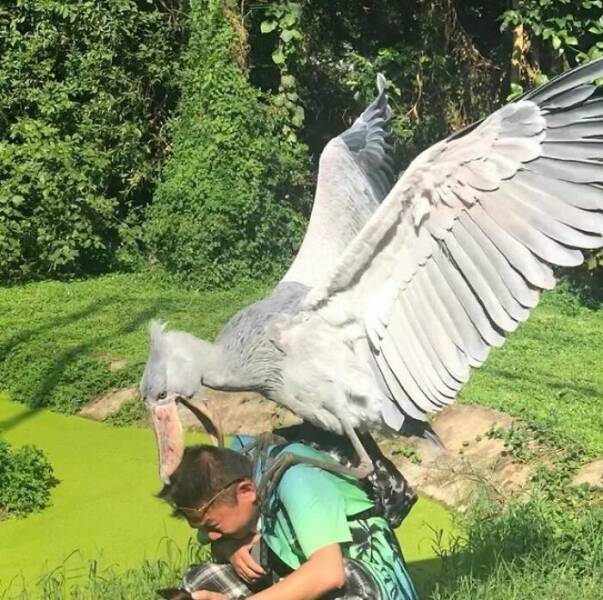 When Bird Photography Goes Wrong