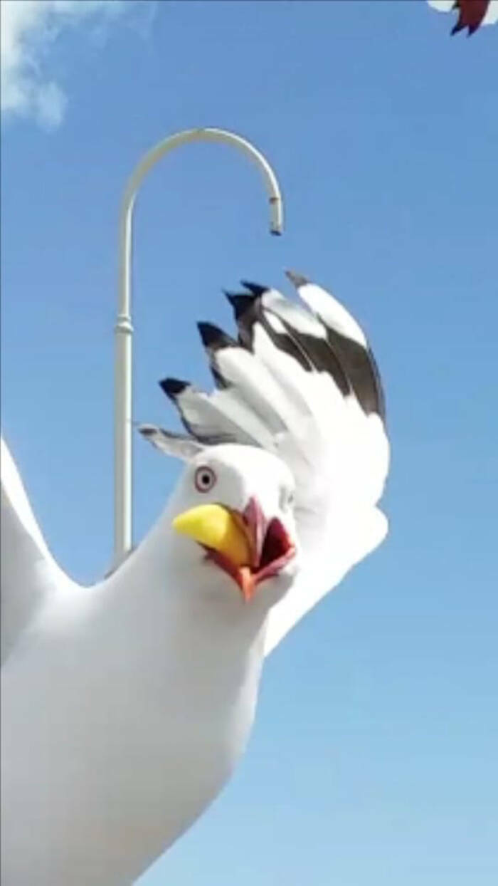 When Bird Photography Goes Wrong