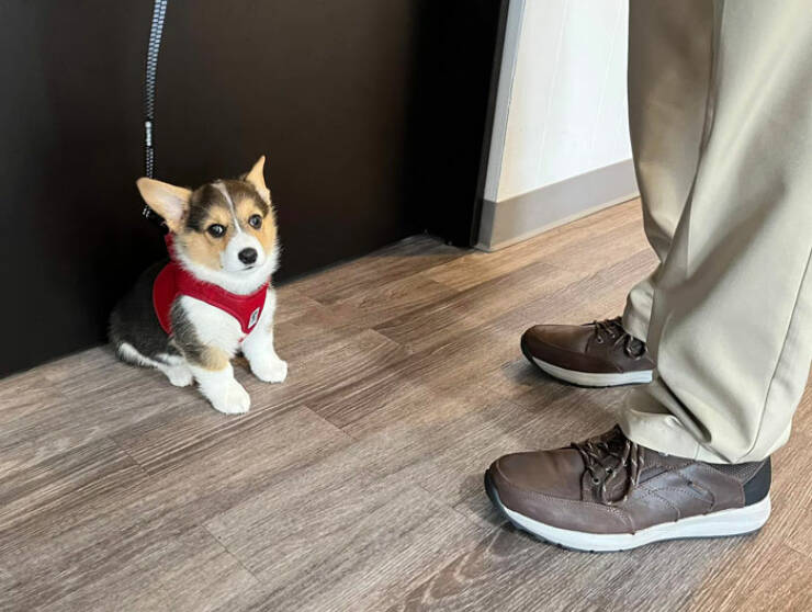 Dogspotting Is Both Random And Adorable!