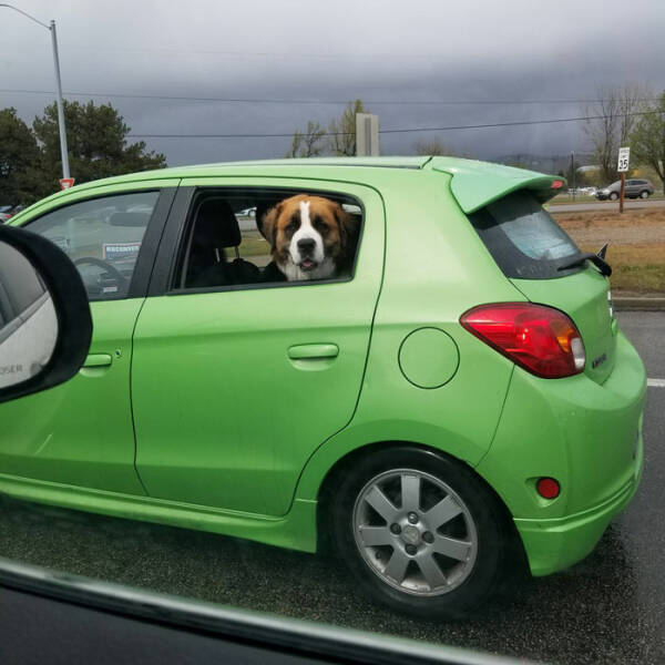 Dogspotting Is Both Random And Adorable!