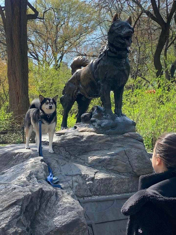 Dogspotting Is Both Random And Adorable!