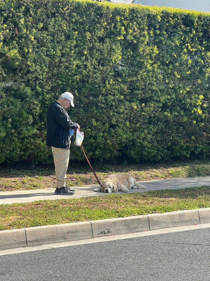 Dogspotting Is Both Random And Adorable!