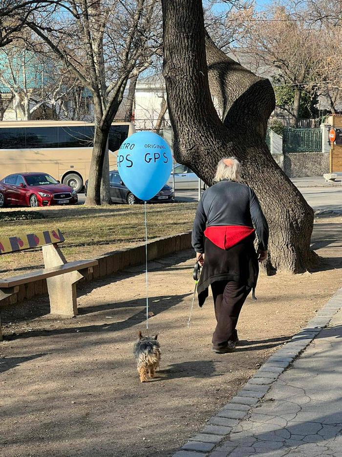 Dogspotting Is Both Random And Adorable!