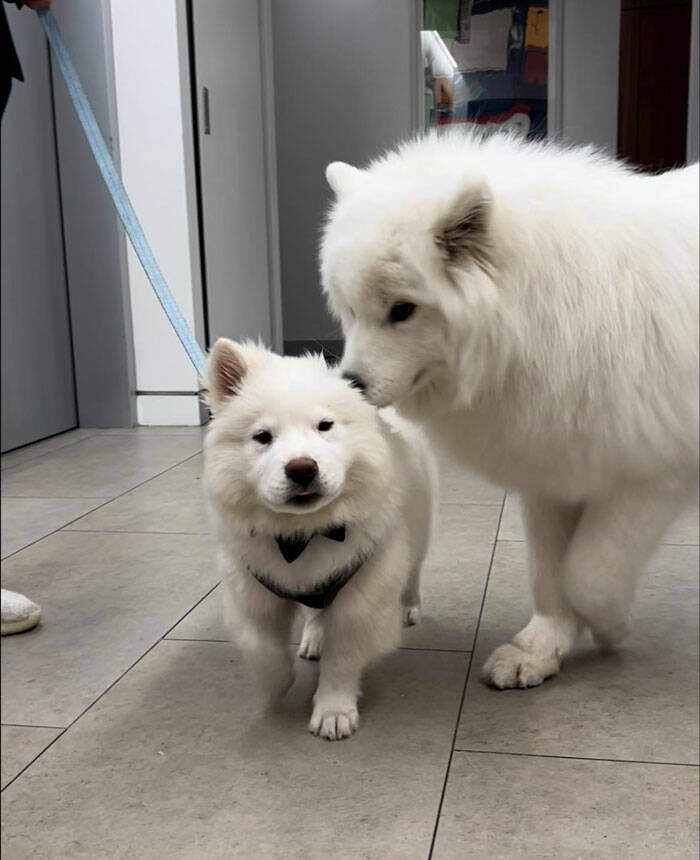 Dogspotting Is Both Random And Adorable!