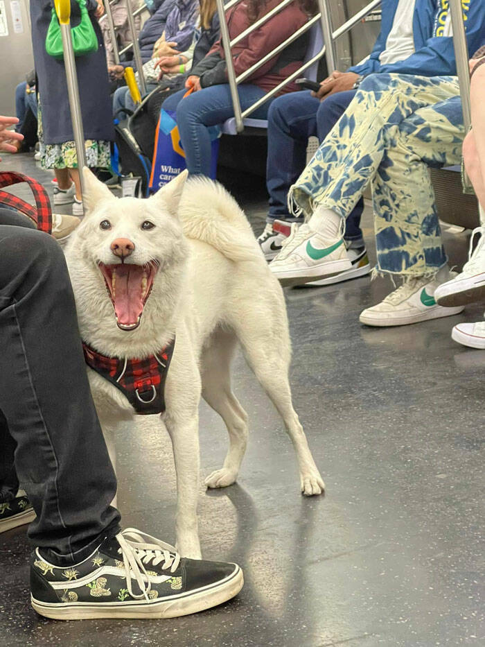 Dogspotting Is Both Random And Adorable!