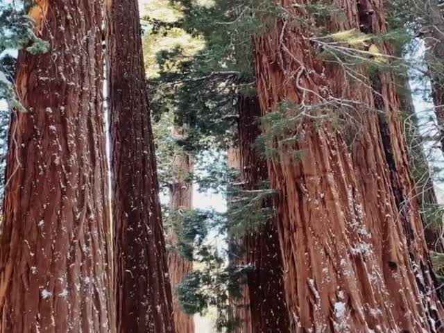 Sequoia Forest