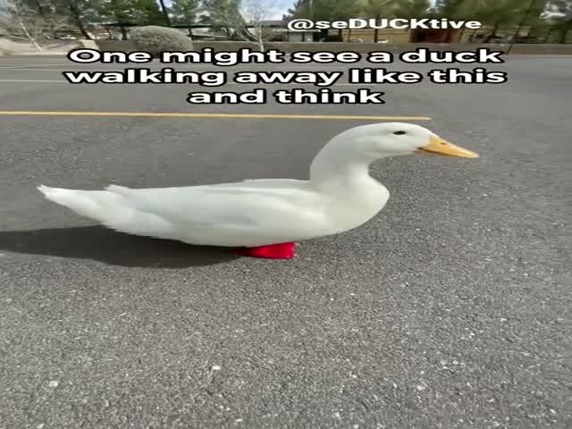 Picking Up A Duck