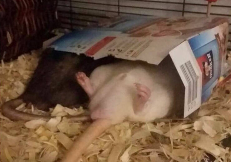 Actually, Rats Can Be Very Cute!
