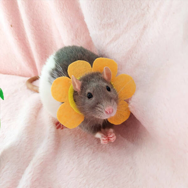 Actually, Rats Can Be Very Cute!
