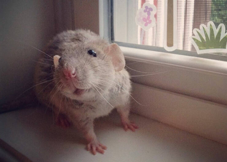 Actually, Rats Can Be Very Cute! (40 PICS) - Izismile.com